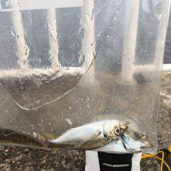 家族でフィッシング