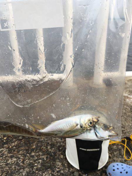 家族でフィッシング