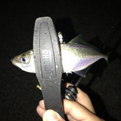 アジング釣行記