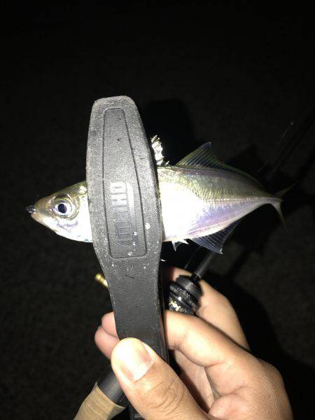 アジング釣行記