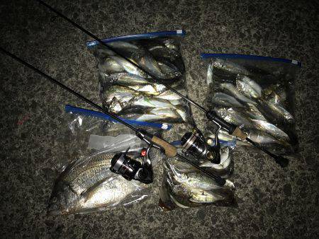 アジング釣行記