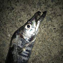 なんとかタチウオ