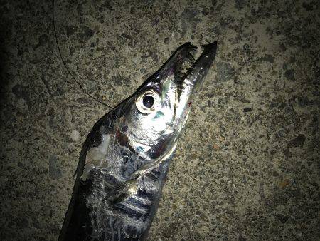 なんとかタチウオ