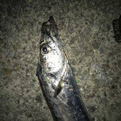 かろうじてタチウオ