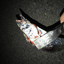 タチウオに変更