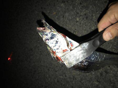 タチウオに変更