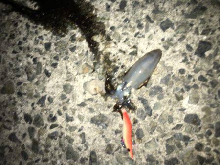 渋かった。風キツイ(ｰ ｰ;)