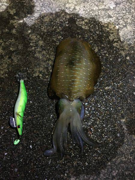 台風後エギング！