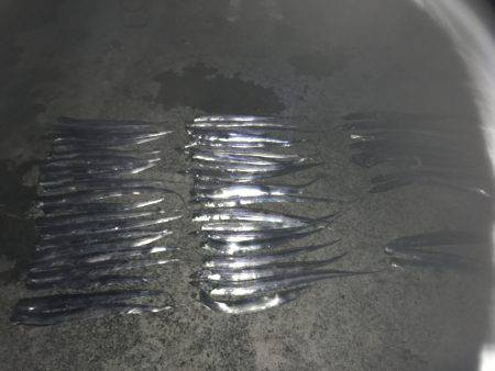 タッチー釣り。