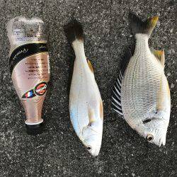 青島港に夕方からの釣行！