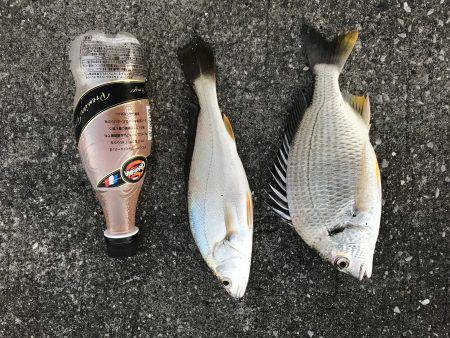 青島港に夕方からの釣行！