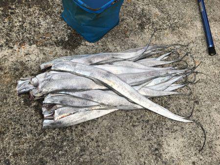 タチウオ、サゴシ