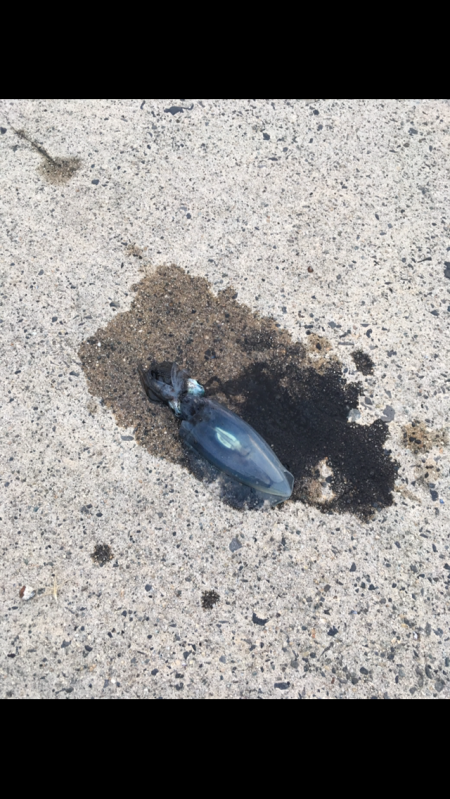 能登エギング好調？