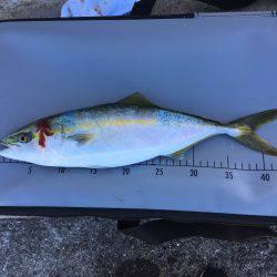 台風後ショアジギ