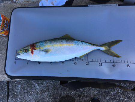 台風後ショアジギ