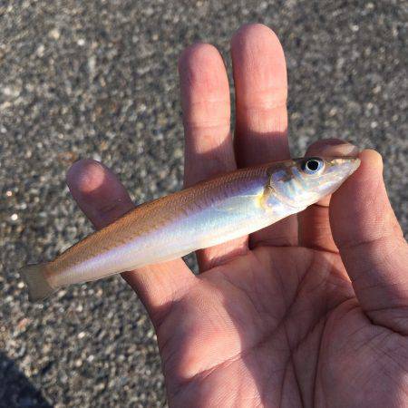 ちょい投げ&トリック