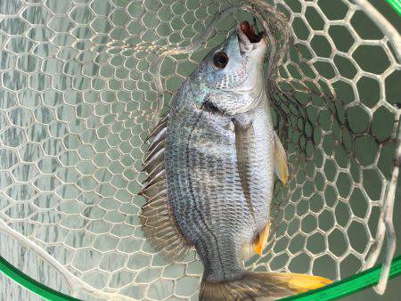 国分川でチヌ釣り