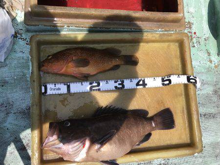 生アジのませ釣り 香住 旬香丸