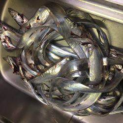 小タチ サーべリング