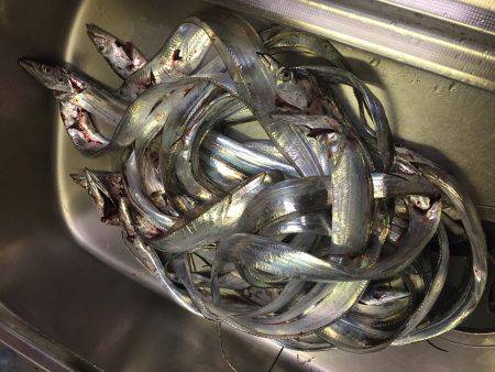 小タチ サーべリング