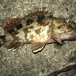 セイゴバラシてガシラ…