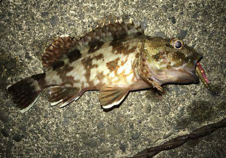 セイゴバラシてガシラ…