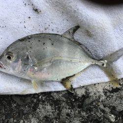 今日はメッキ！