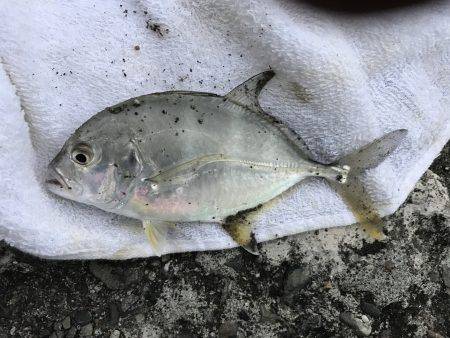 今日はメッキ！