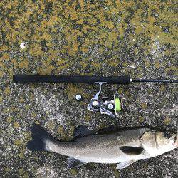 モーニングフィッシュ