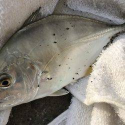 メッキのちセイゴ