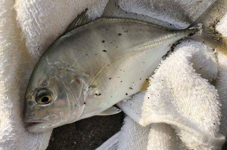 メッキのちセイゴ