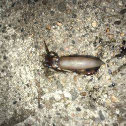 台風の後のうねりの中のエギング