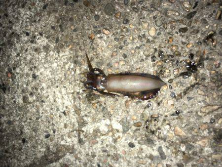 台風の後のうねりの中のエギング