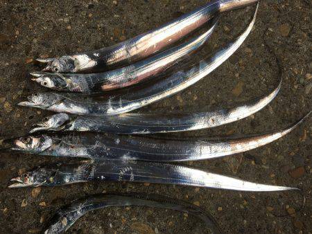 マイポイントで朝練