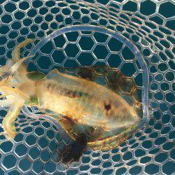 宇佐でボートエギング