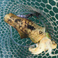 宇佐ボートエギング