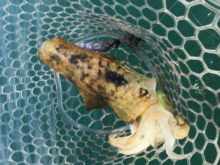 宇佐ボートエギング