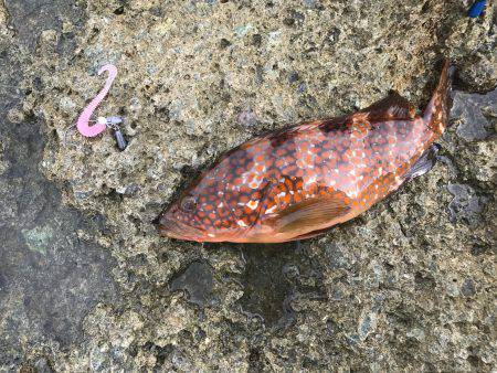 引きに美味にありがとう！