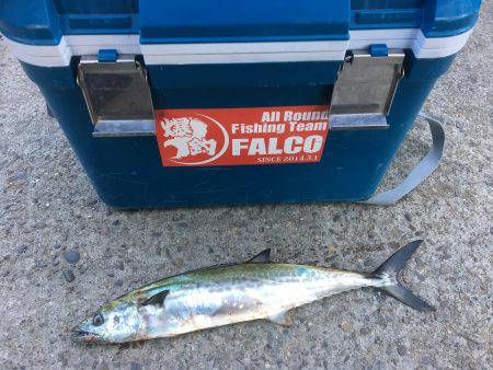 久しぶりのサゴシちゃん♫