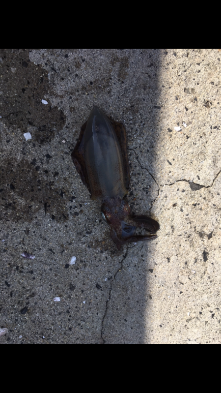 朝まづめ エギング