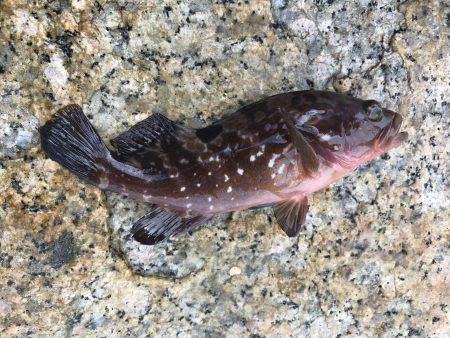 夕方から風と波がきつくなるの巻