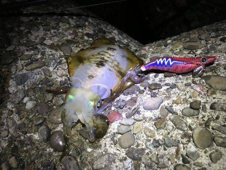 仕事帰りエギング