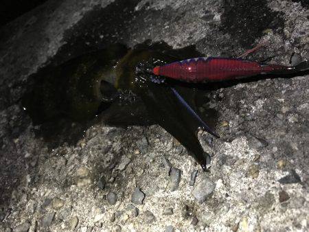 タチウオ狙いで