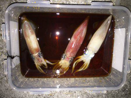 ラストケンサキ