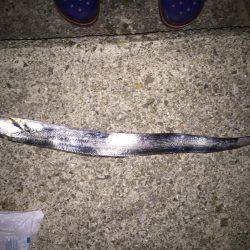 台風前、太刀魚調査