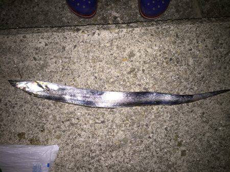 台風前、太刀魚調査