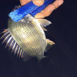 初種目フィッシュ