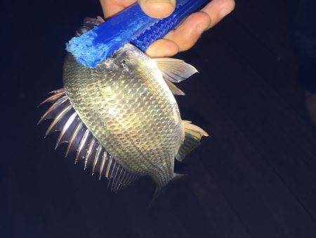 初種目フィッシュ