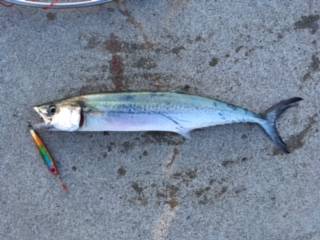 ショアジギング