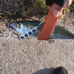 タチウオ不発、サバのみ